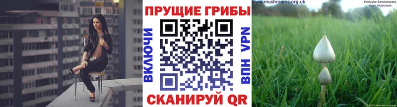 Купить закладки  Большой Камень  Галлюциногенные грибы Cubensis 